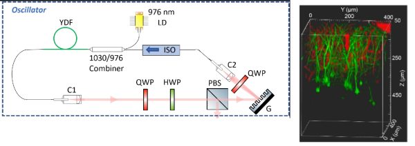Evaluation of a gain-managed nonlinear fiber amplifier for multiphoton microscopy